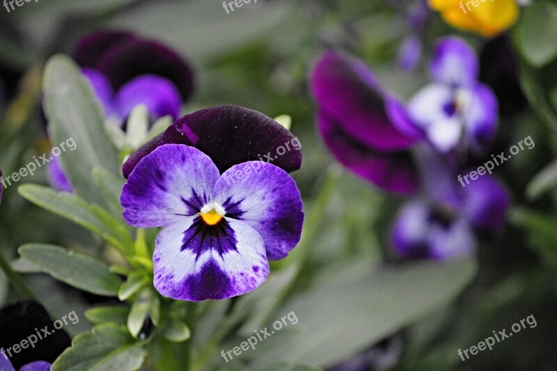 Pansy Blossom Bloom Flower Spring