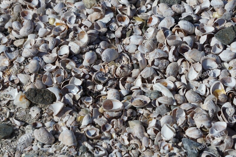 Shells Wallpaper Seas Sea Beach