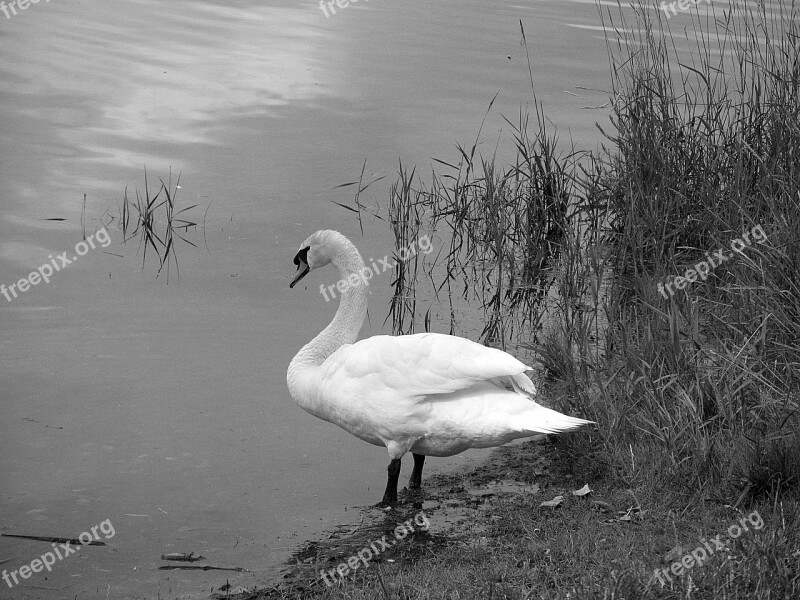 Swan Feather Plumage White Swan Waters