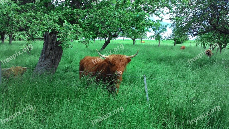 Cow Animals Nature Pasture Brown