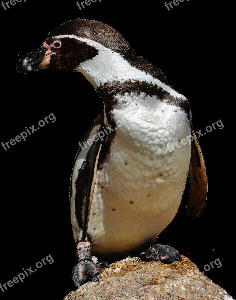 Penguin Animal Animal World Water Bird Bill