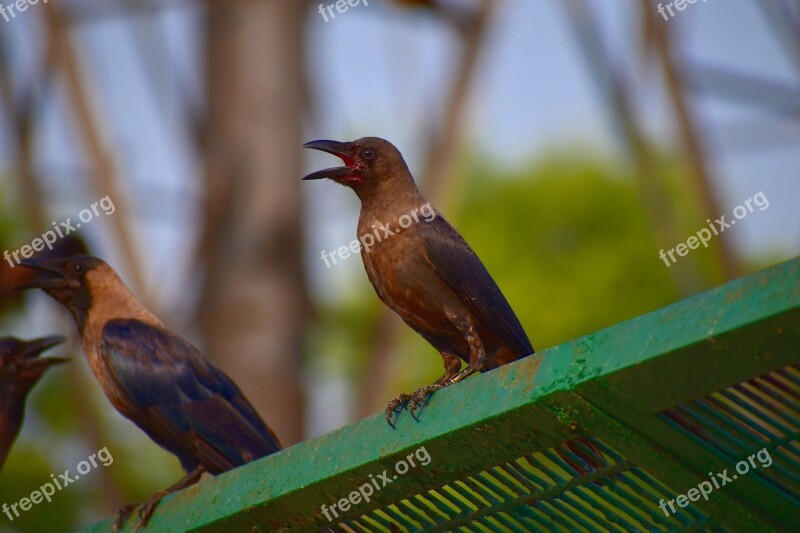 Grey-necked Crow House Crow Corvus Free Photos