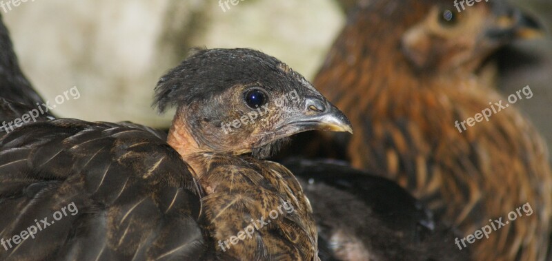 Poultry Hen Chicken Crest Colombia