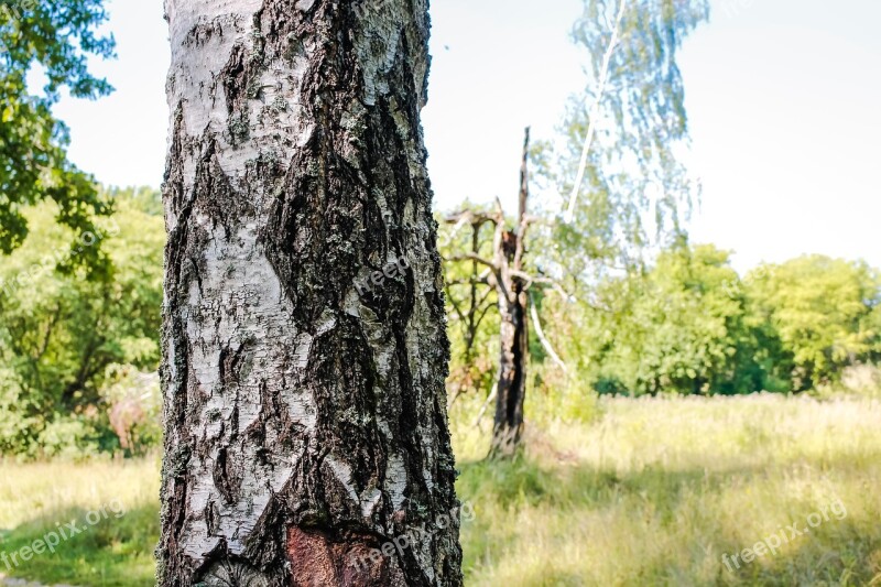 Birch Grove Forest Shearling Trunk