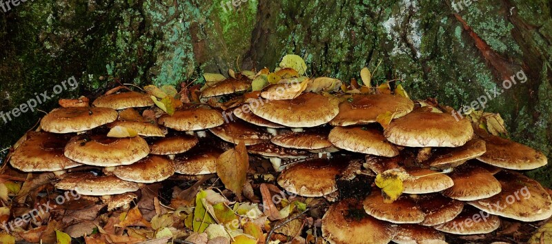 Mushrooms Autumn Autumn Forest Autumn Walk Fall Leaves