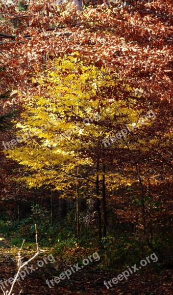 Autumn Autumn Forest Autumn Walk Fall Leaves Trees