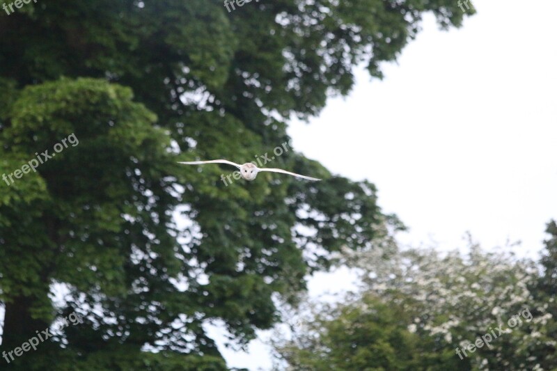 Owl Lancashire Bird Wildlife Nocturnal