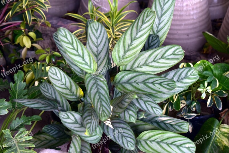 Green Leaves Croton Reticulate Venation Ornamental Leaves Free Photos