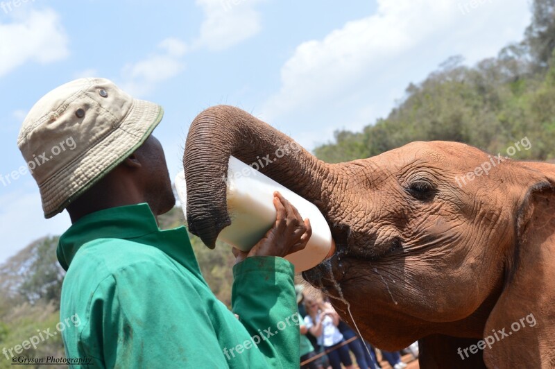 Feeding Baby Elephants At The