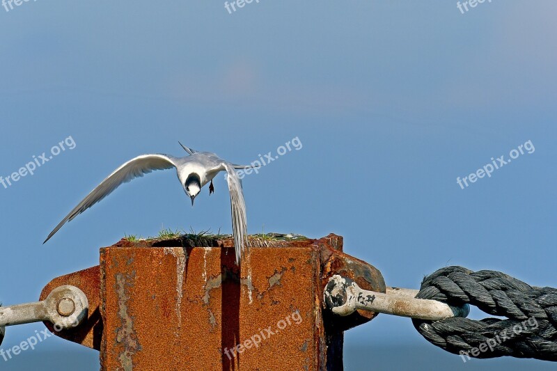 Sandwich Tern Tern Seevogel North Sea Birds Free Photos