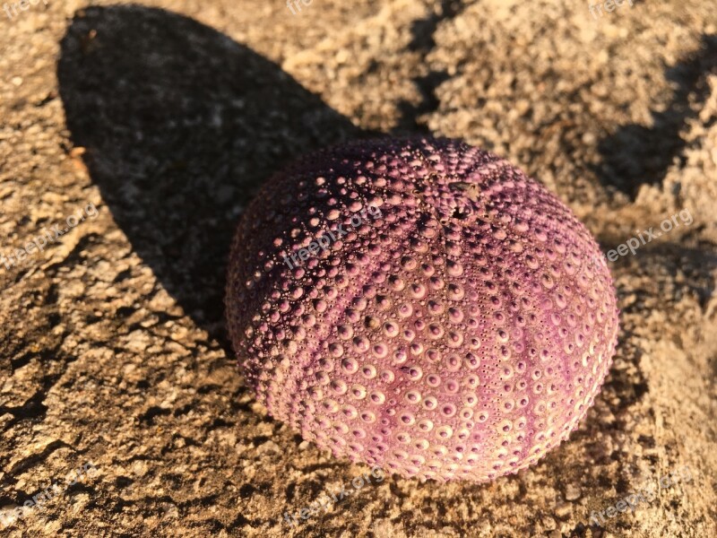 Sea Urchin Sea Ocean Seafood Fauna