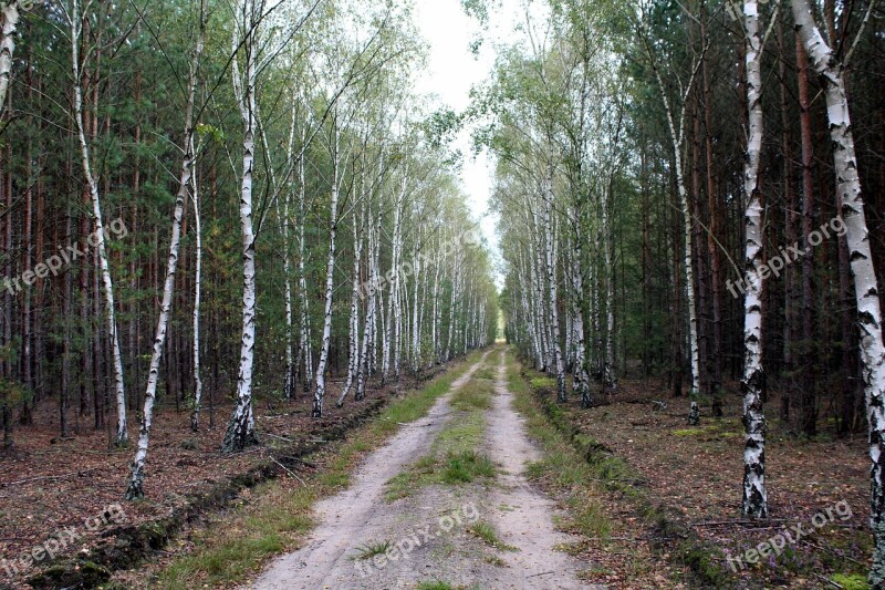 Birch Forest Tree Forest Nature Way