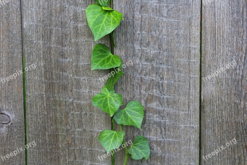 Ivy Creeper Plant Foliage Nature