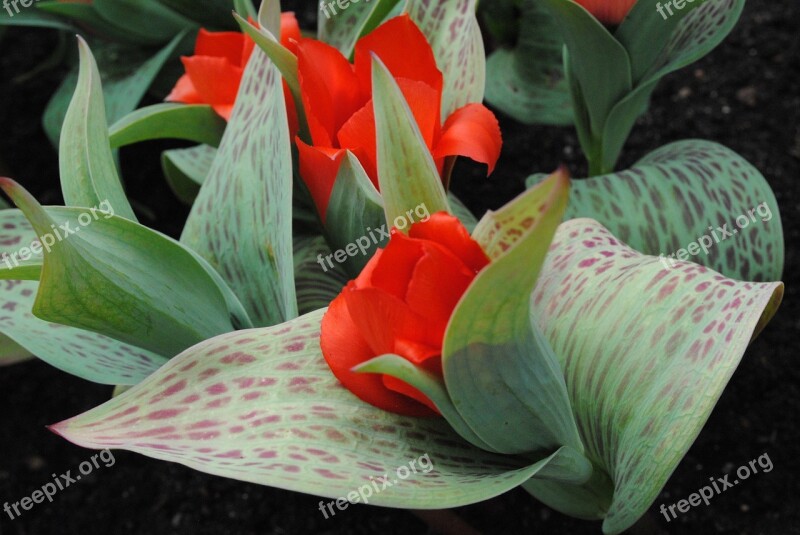 Flowers Leaves Red Flower Bloom