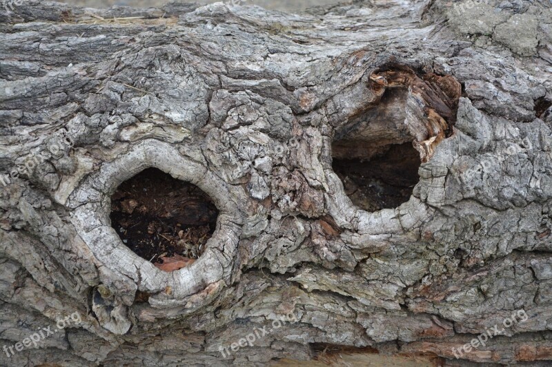 Bark Wood Nodes Tree Plant Nature