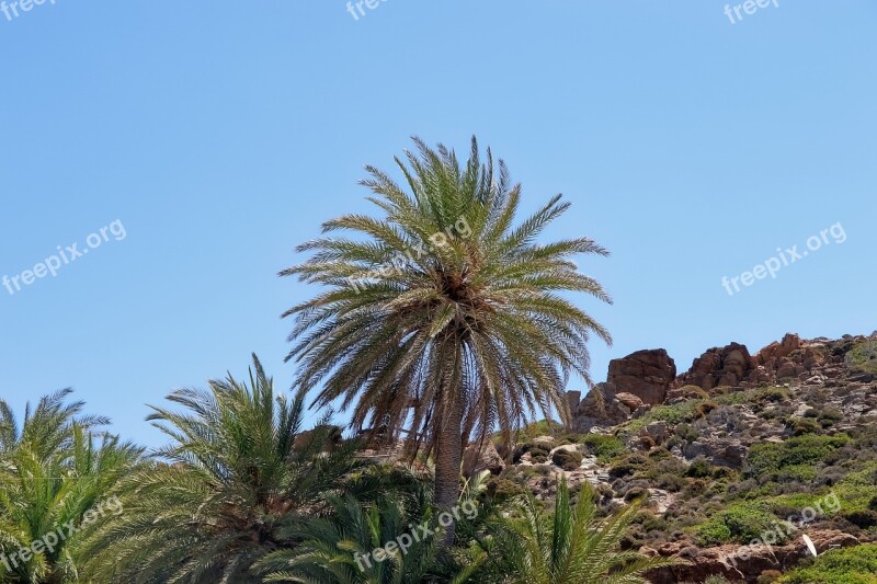 Palma Greece Tropical Palm Trees Blue