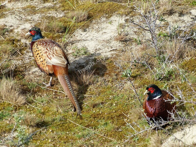 Pheasant Hahn Poultry Bird Bochum