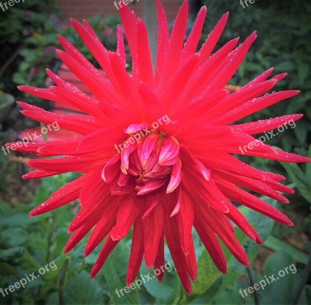 Plant Dahlia Flower Garden Star Flower Single Bloom