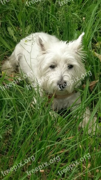 Dog Westie West Highland Terrier Whwt West Highland White Terrier