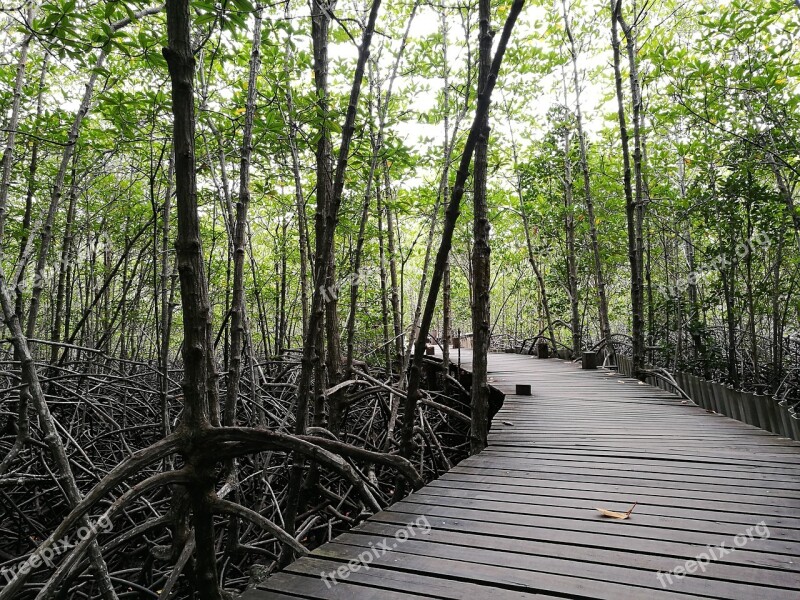 The Forests Green Nature Tree Free Photos