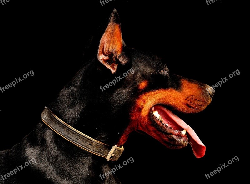 Doberman Dog Animal World Animal Pet