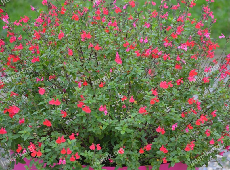 Flower Sage Plant Nature Pink