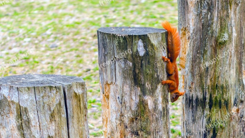 Squirrel Red Tail Red Tree Stump Free Photos