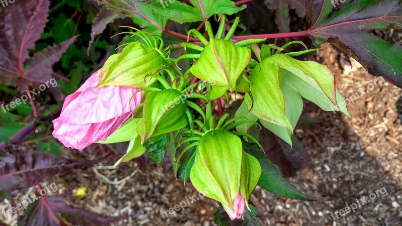 Hibiscus Flower Plant Nature Garden