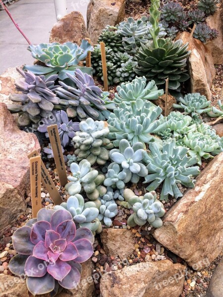 Succulent Succulents Plant Garden Botanical