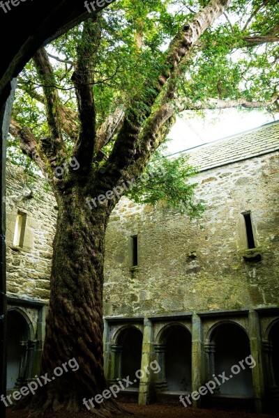 Muckross Abbey Muckross Tree Killarney Ruin