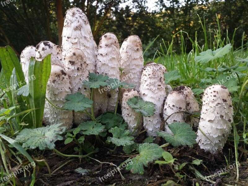 Mushrooms Morel White Free Photos