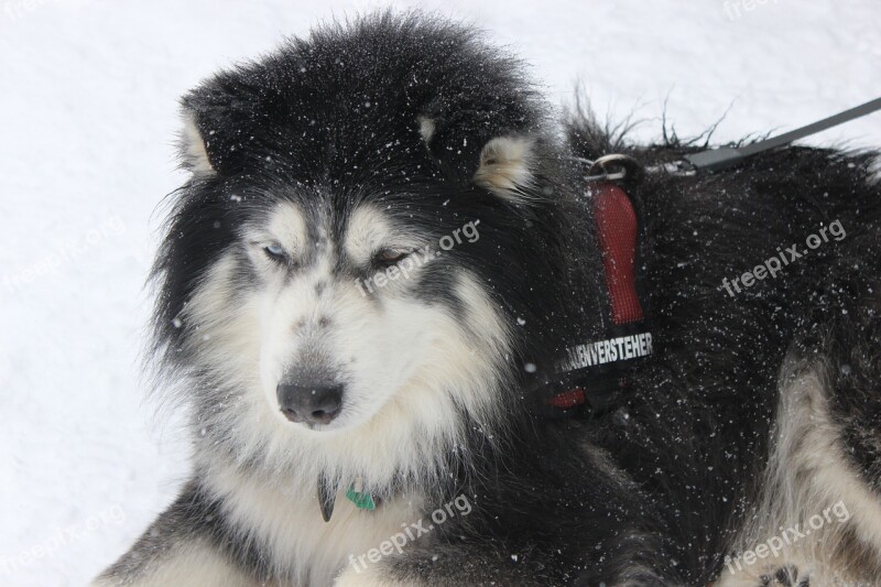 Dog In The Snow Animal Winter White Pet