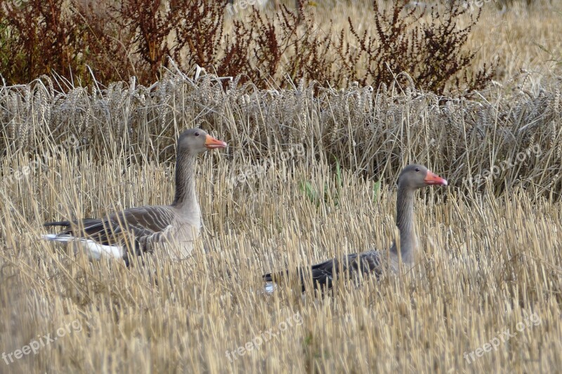 Greylag Goose Geese Bird Water Bird Wild Geese