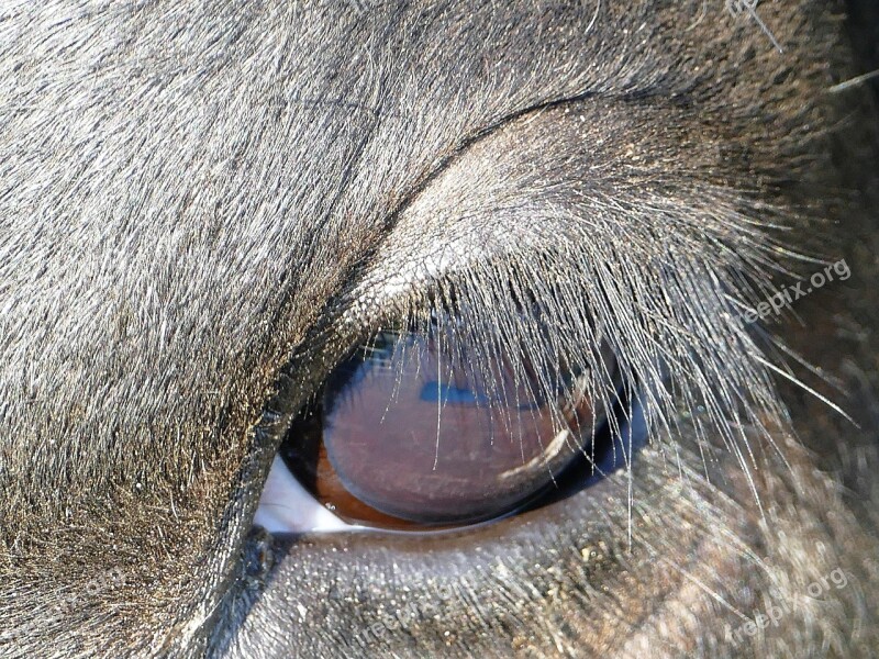 Eye Cow Eyelashes Close Up Kuhauge