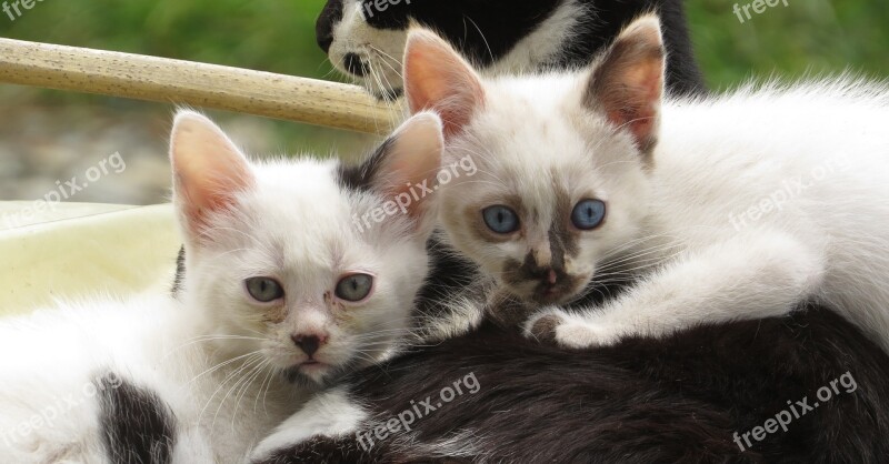 Kittens Cats Domestic Pets Armenia