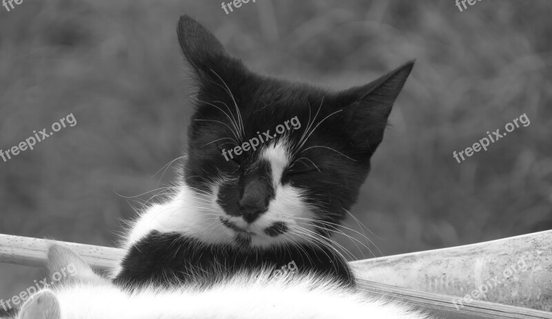 Black And White Cat Domestic Armenia Free Photos