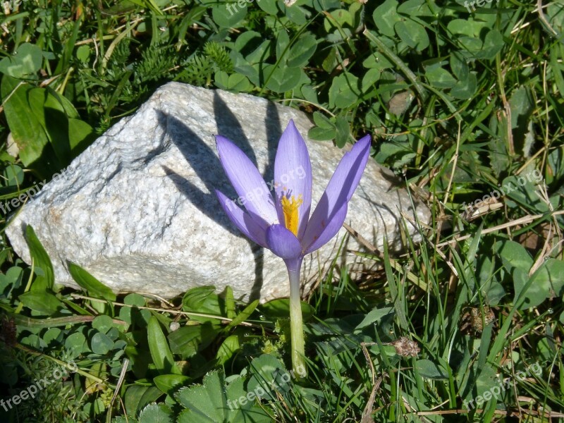 Wild Flower High Mountain Rock Prado Beauty