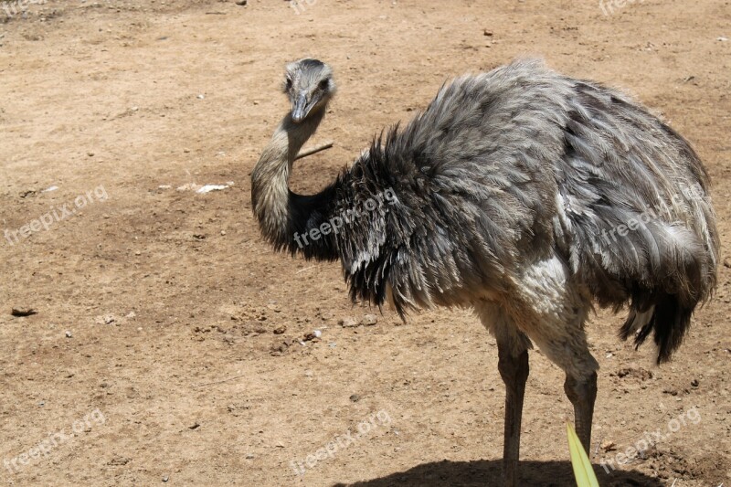 Ostrich Nature Zoo Land Animal Animals