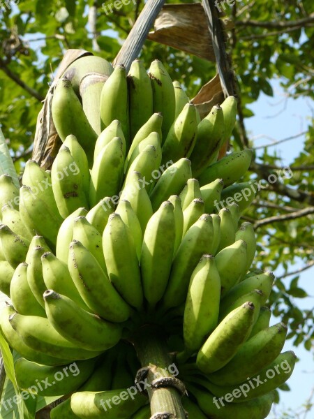 Bananas Green Stalk Food Fruit