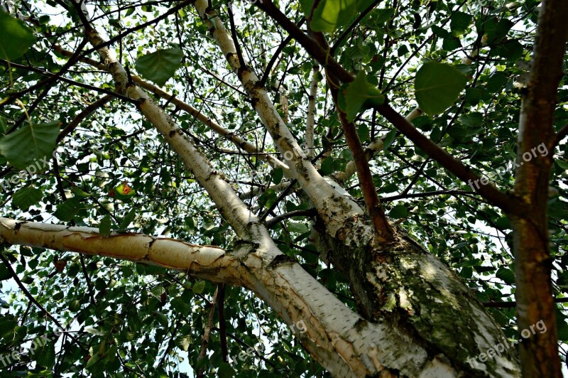 Wood Foliage Holidays Nature Green Leaf