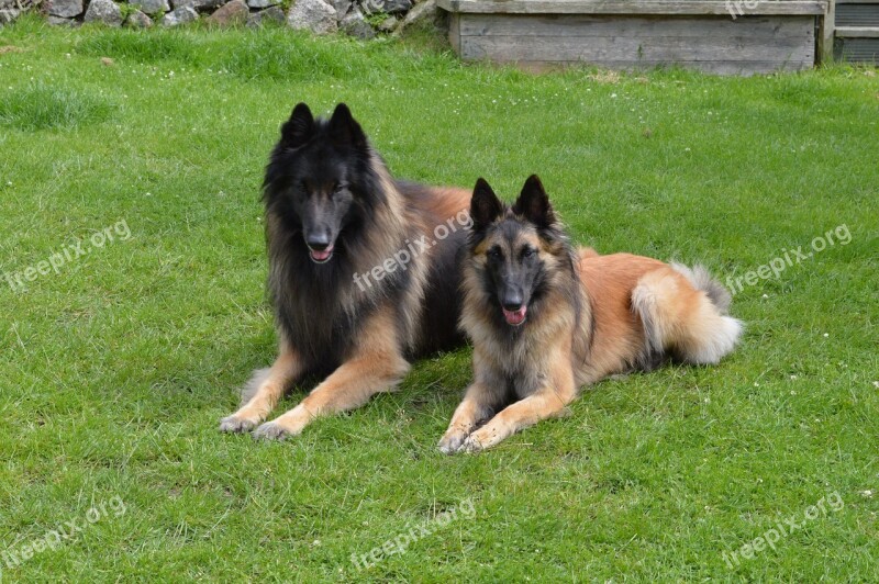 Belgian Shepherd Teuveren Dog And