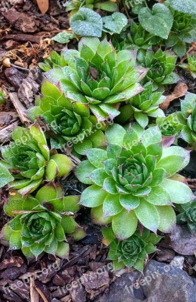 Plants Succulent Succulents Nature Garden