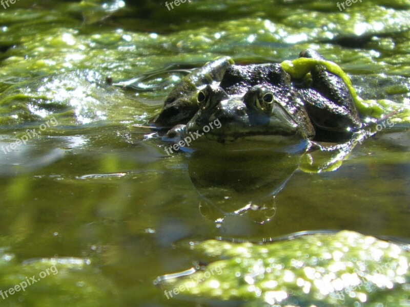 Frog Pond Algae Amphibian Water