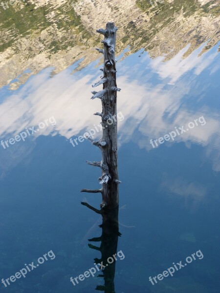 Trunk Stump Dead Tree Water Pond