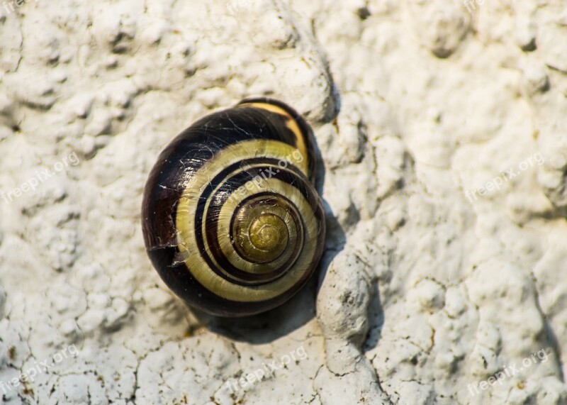 Snails Shell Nature Spiral Close Up