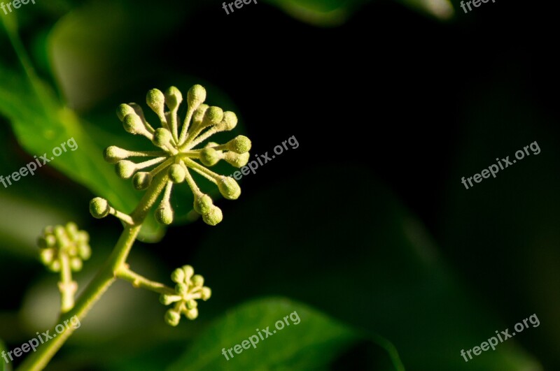 Climber Plant Blossom Bloom Ranke Small Flower