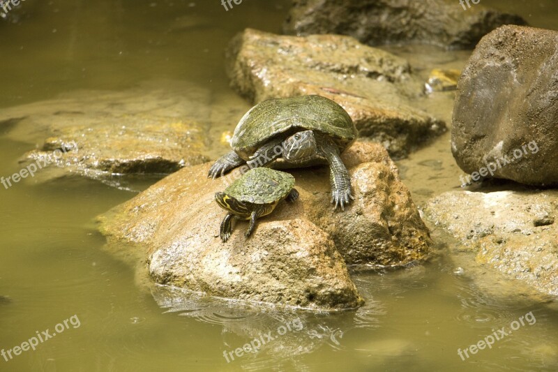 Turtle Water Stone Pond Nature