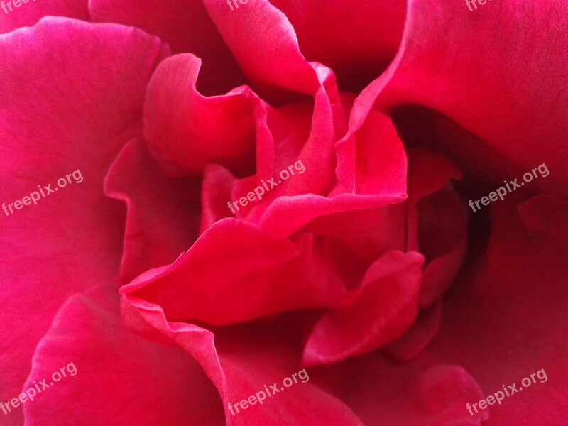 Rosa Red Rose Flower Red Petals Red