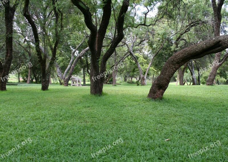 Scenic Park Tranquil Green Lawn Bench