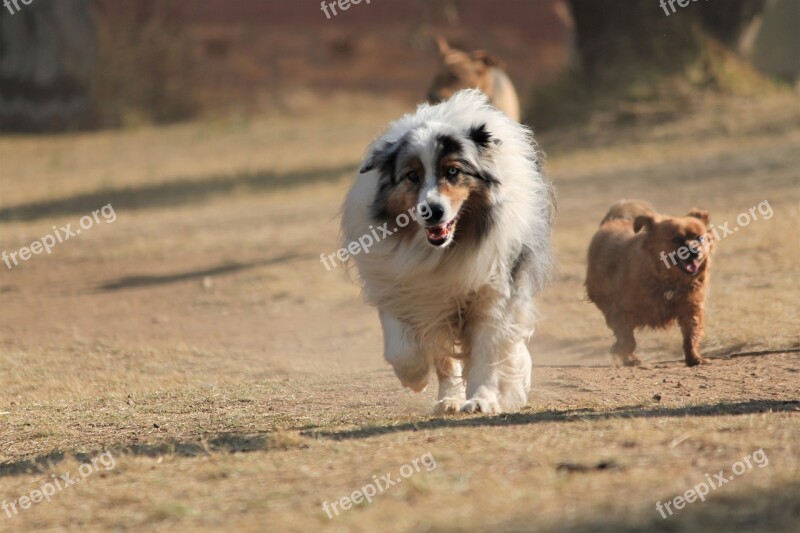 Dog Australian Shepherd Collie Pet Dog Park